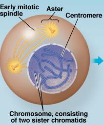Cell in Prophase
