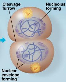 Cell division forming two daughter cells