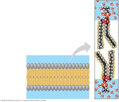 Phospholipid bilayer with hydrophilic heads and hydrophobic tails