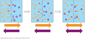 Diffusion of two solutes across a membrane