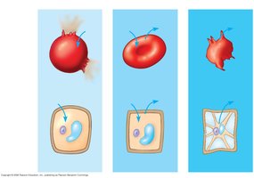 Effects of isotonic, hypertonic, and hypotonic solutions on animal and plant cells