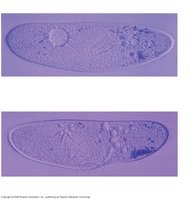 Contractile vacuole in Paramecium for osmoregulation
