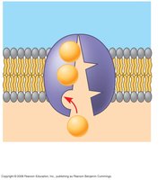 Step 1: Na+ binds to sodium-potassium pump