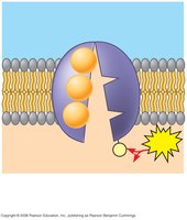 Step 2: Phosphorylation by ATP