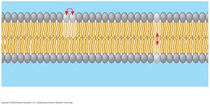Lateral movement and flip-flop of phospholipids in the membrane