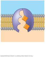 Step 5: Restoration of original protein shape