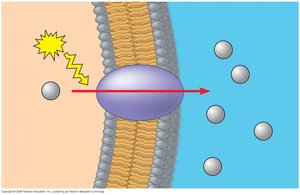 Proton pump generating membrane potential