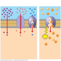 Comparison of passive and active transport