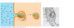 Pinocytosis: uptake of extracellular fluid