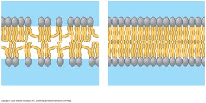 Comparison of unsaturated and saturated hydrocarbon tails in membrane fluidity