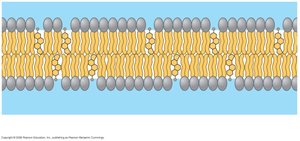 Cholesterol within the animal cell membrane
