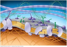 Cross-section of a cell membrane showing various proteins and associated structures