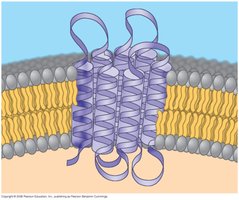 Alpha helix structure of an integral membrane protein