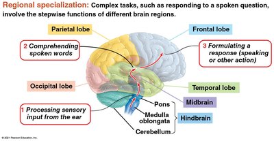 Regional specialization of the cerebral cortex