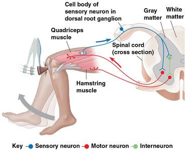 Reflex arc in the spinal cord
