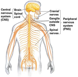 Diagram of the central and peripheral nervous systems