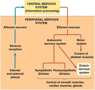 Functional organization of the PNS: sensory and motor pathways