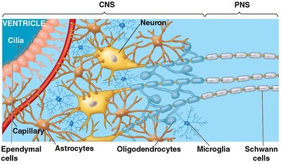 Types of glial cells in the CNS and PNS