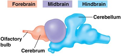 Evolution of brain regions in vertebrates