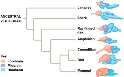 Embryonic and adult brain regions