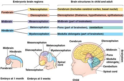 Cerebrum, cerebellum, and major brain structures