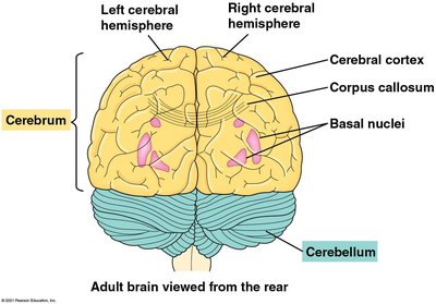 Diencephalon and associated structures