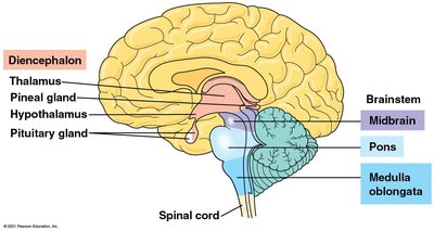 Brainstem: midbrain, pons, medulla oblongata