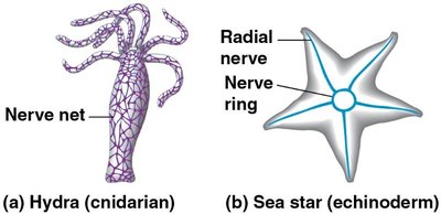Nerve net in Hydra and radial nerve in sea star
