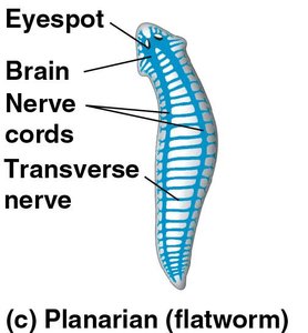 Planarian nervous system with brain, nerve cords, and transverse nerves