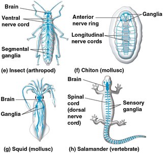 Diversity of nervous system organization in animals