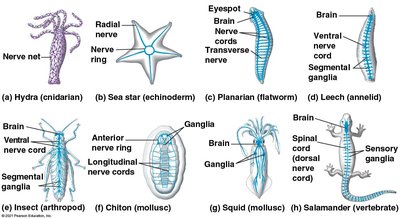 Comparative nervous systems in major animal groups