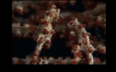 Seahorse camouflage