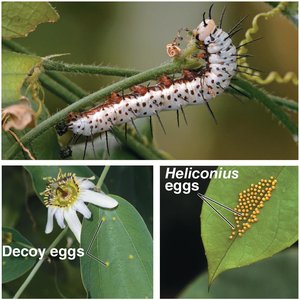 Caterpillar and plant defenses, including decoy eggs and Heliconius eggs