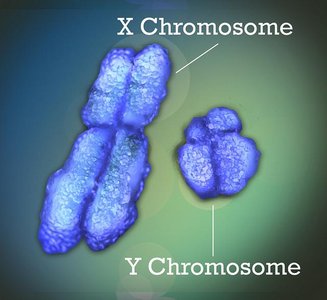X and Y chromosomes comparison