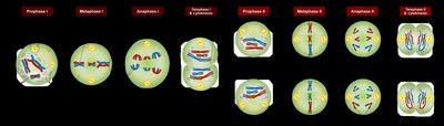 Detailed stages of meiosis I and II