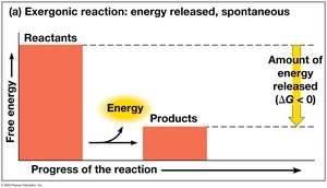 Graph of exergonic reaction (energy released, spontaneous)