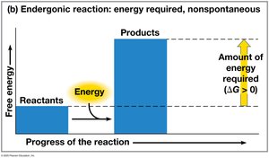 Graph of endergonic reaction (energy required, nonspontaneous)