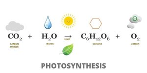 Photosynthesis equation and process