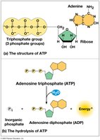 ATP hydrolysis reaction