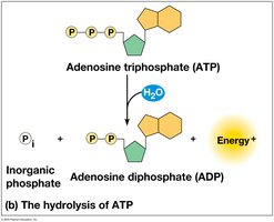 ATP hydrolysis powers chemical work