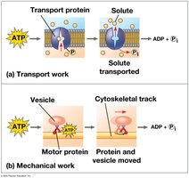 ATP hydrolysis powers transport and mechanical work