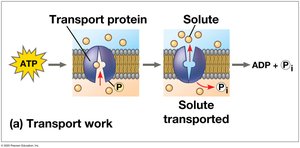 ATP powers transport work