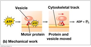ATP powers mechanical work