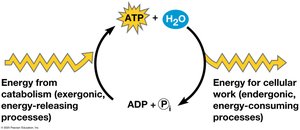 The ATP cycle