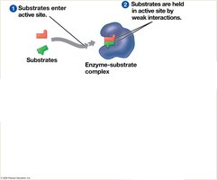 Catalytic cycle of an enzyme