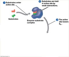 Catalytic cycle of an enzyme