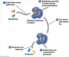 Catalytic cycle of an enzyme