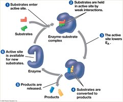 Catalytic cycle of an enzyme