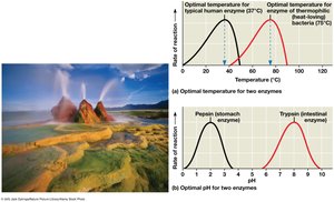 Optimal temperature and pH for enzymes