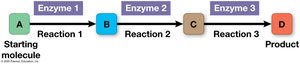 Diagram of a metabolic pathway with enzymes catalyzing each step